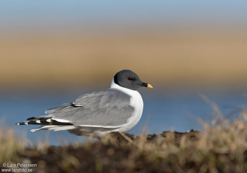 Sabine's Gull