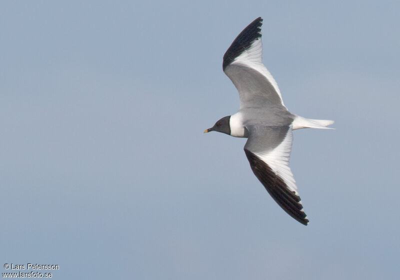 Mouette de Sabine