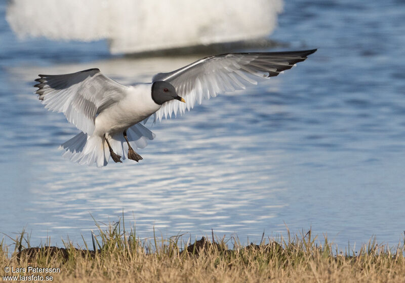 Sabine's Gull