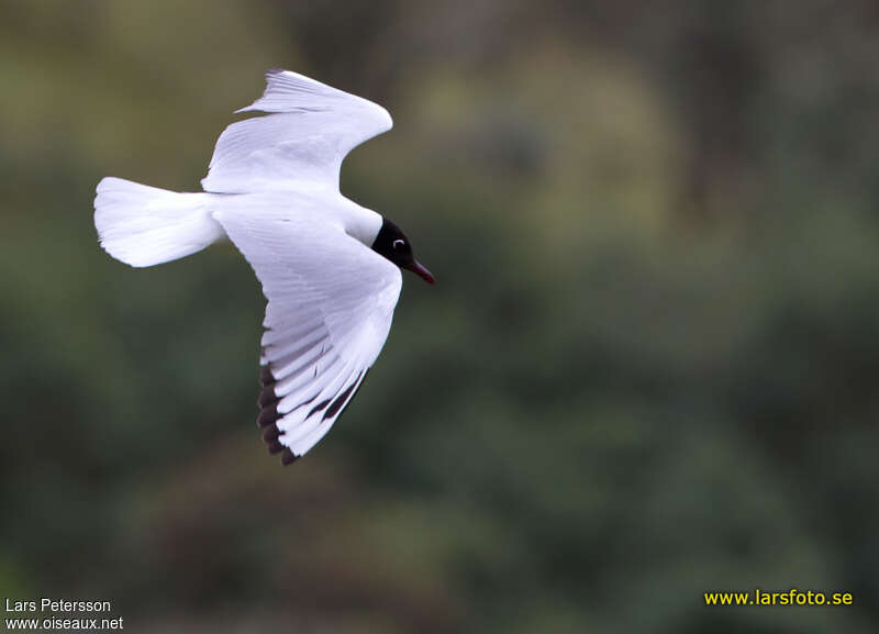 Mouette des Andesadulte nuptial, Vol