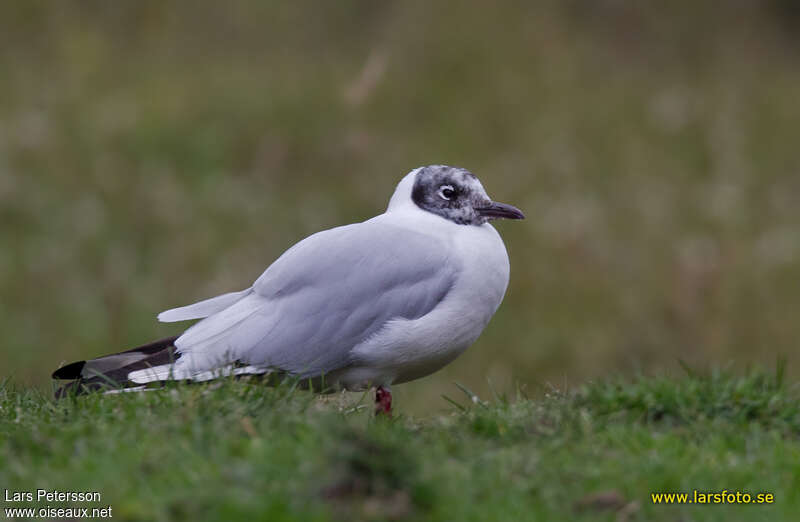 Andean Gulladult, close-up portrait