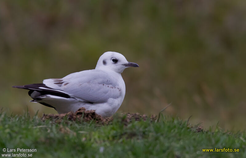 Mouette des Andes