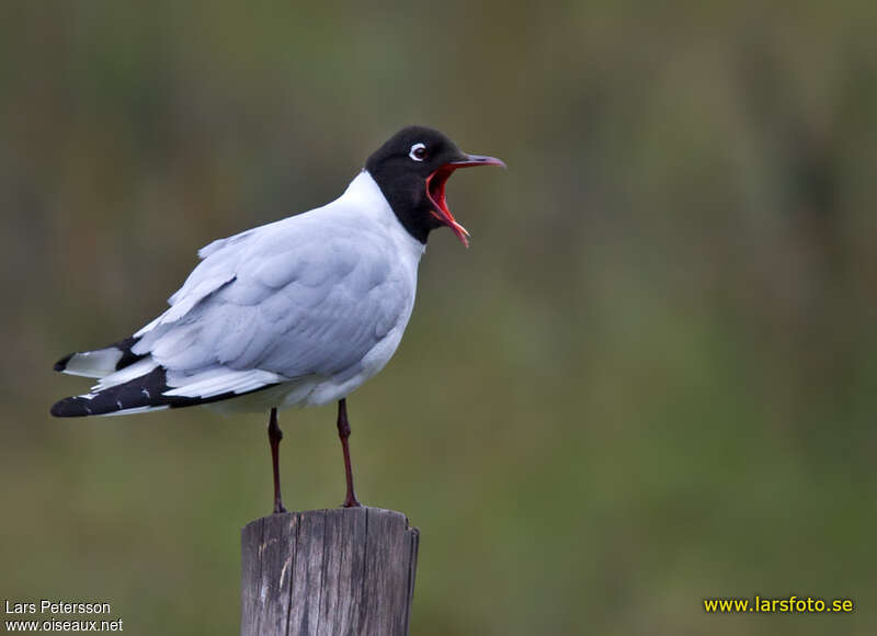 Mouette des Andesadulte nuptial, identification