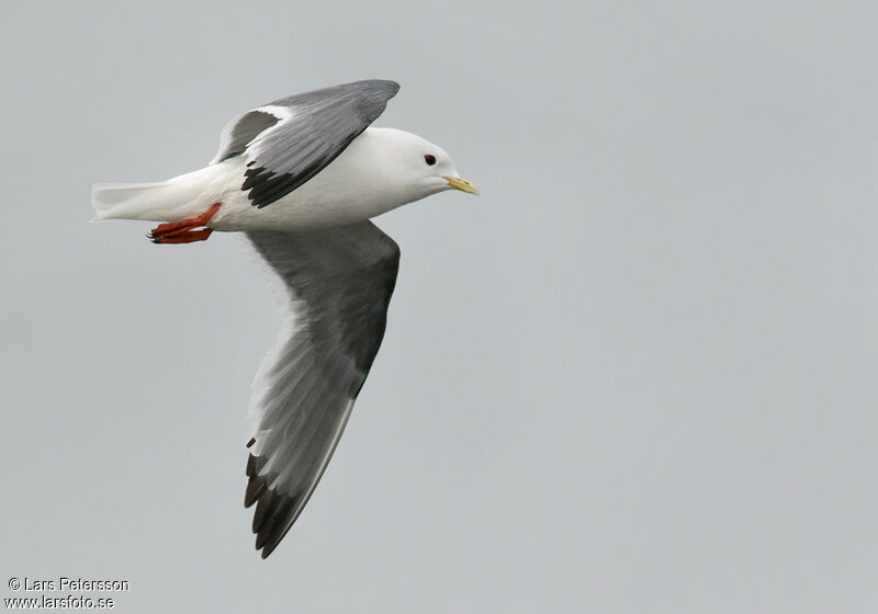 Red-legged Kittiwake