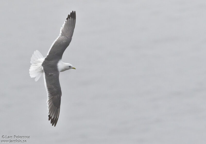 Mouette des brumes