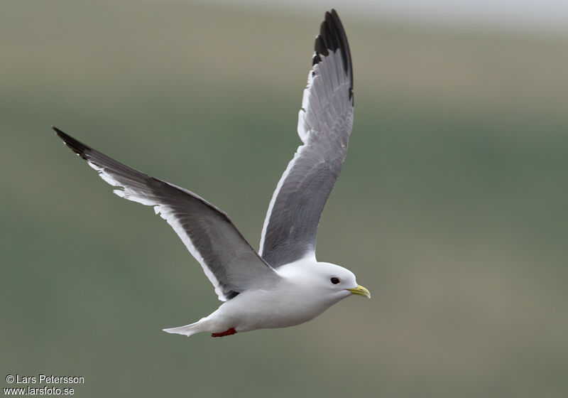 Mouette des brumes