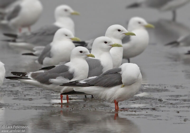 Red-legged Kittiwake