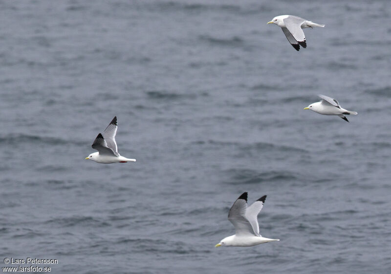 Mouette des brumes