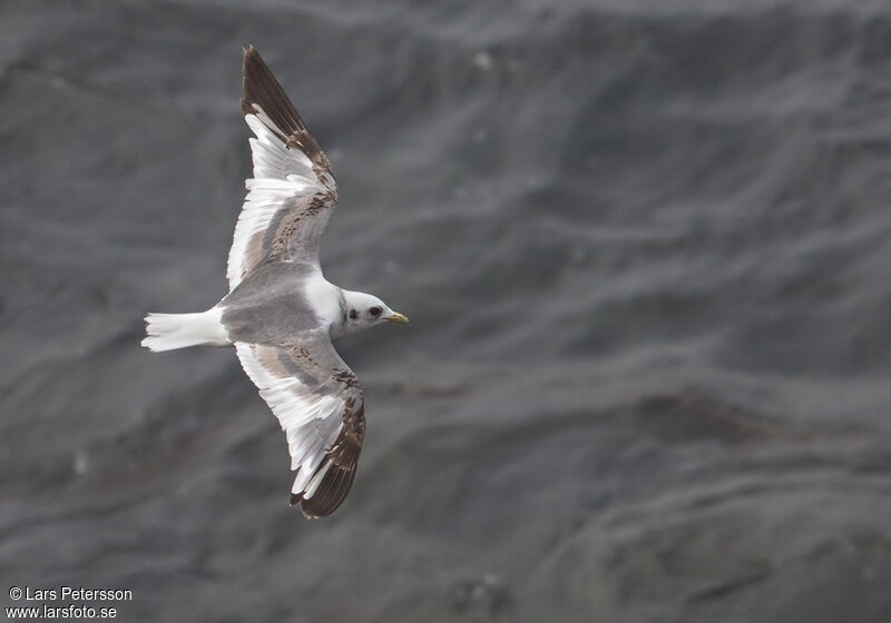 Mouette des brumes