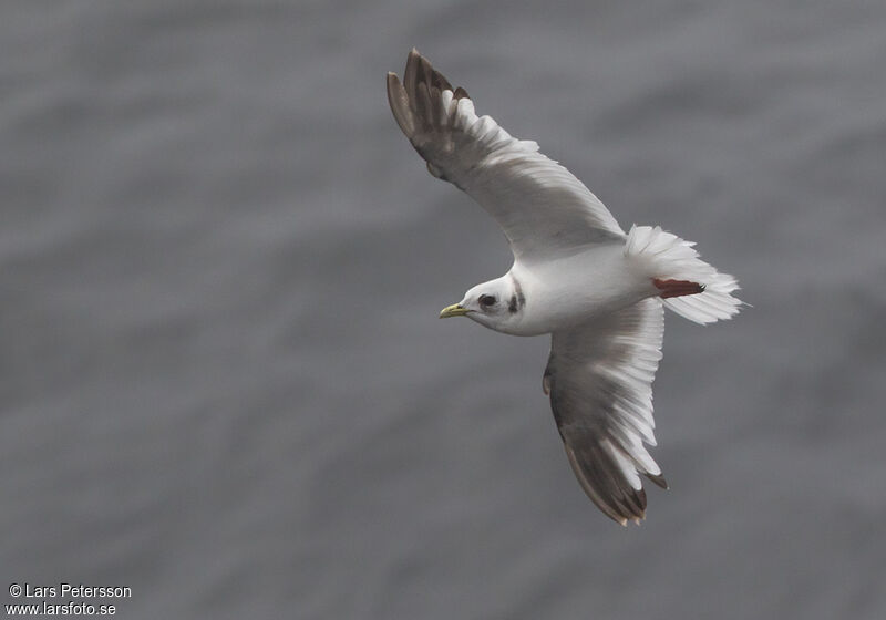 Mouette des brumes