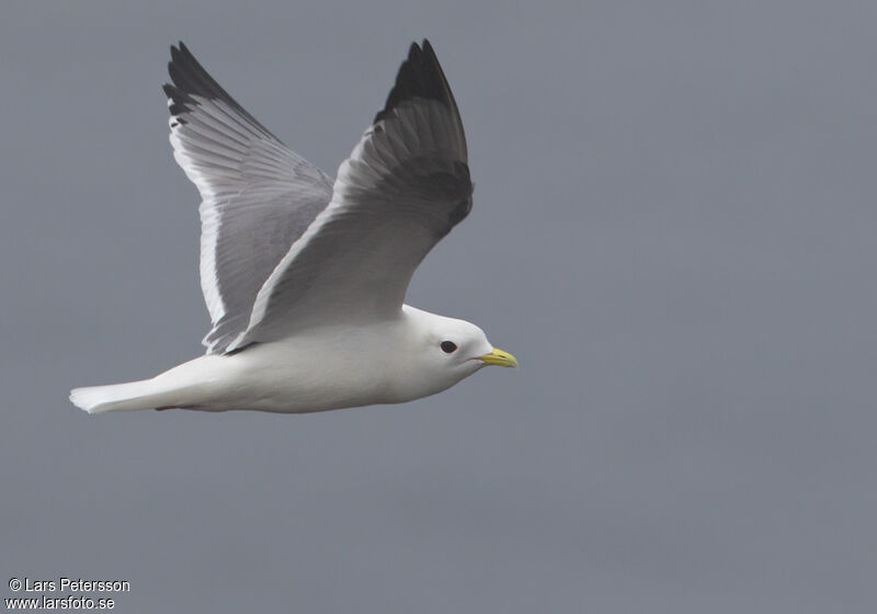 Red-legged Kittiwake