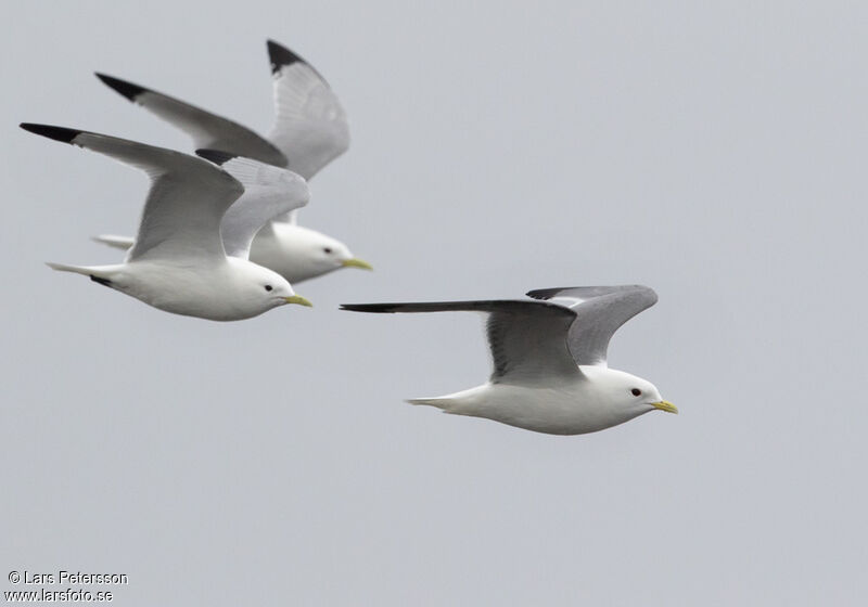 Mouette des brumes