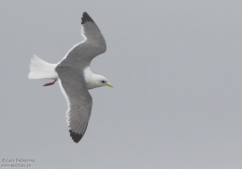 Mouette des brumes