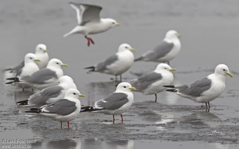 Mouette des brumes