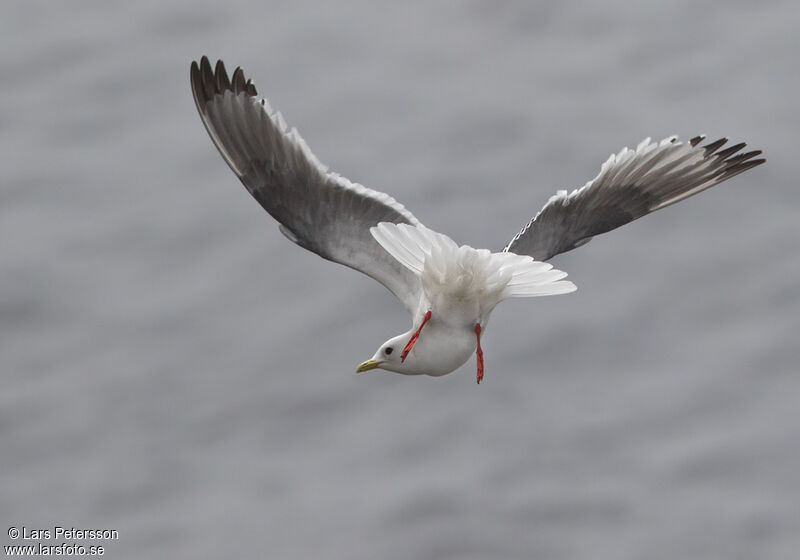 Mouette des brumes