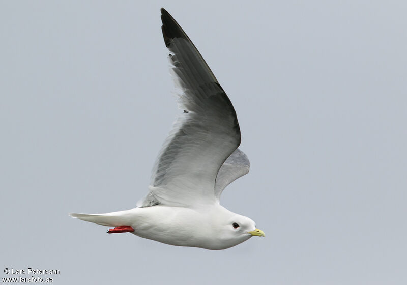 Mouette des brumes