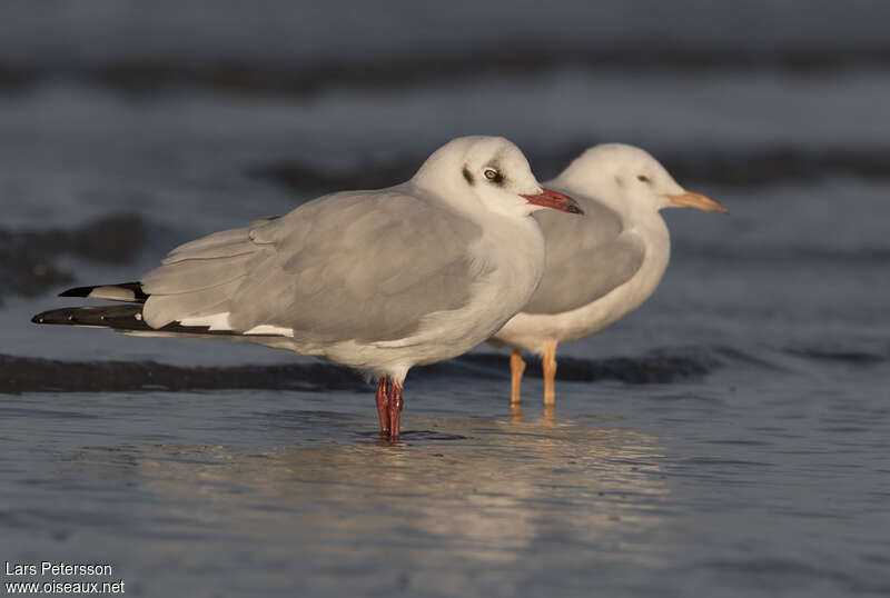 Brown-headed Gulladult post breeding, identification