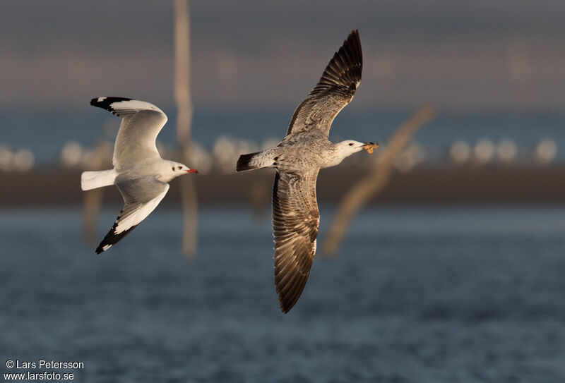 Mouette du Tibet