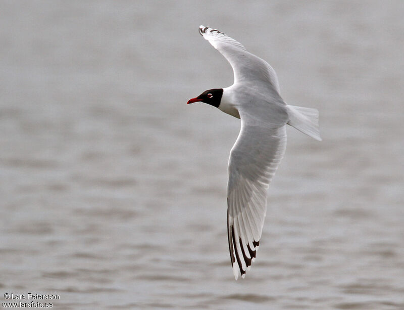 Mouette mélanocéphale