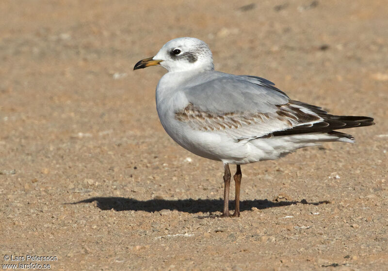 Mouette mélanocéphale