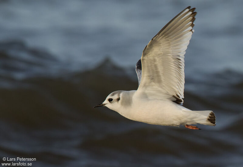 Mouette pygmée