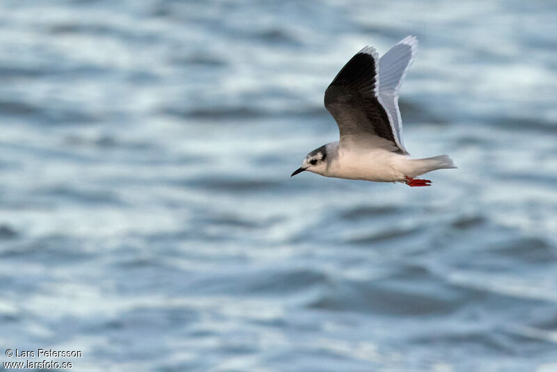 Mouette pygmée