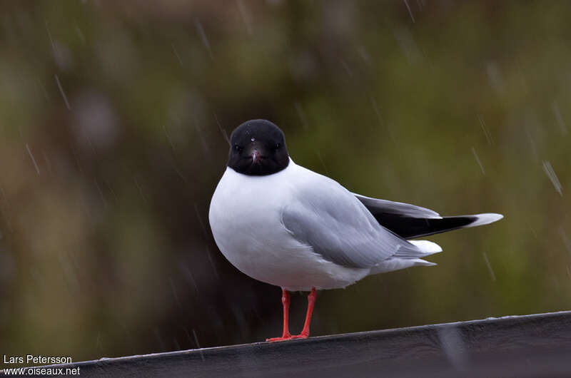 Mouette pygmée