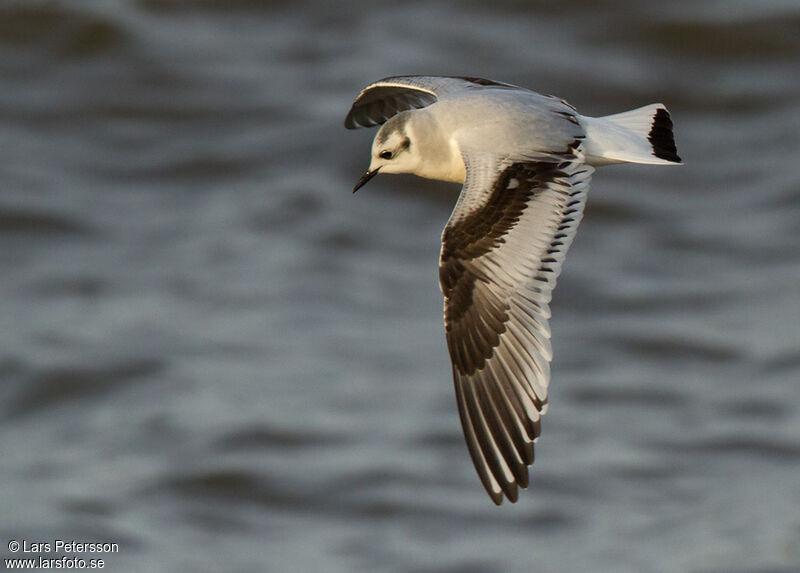 Little Gull