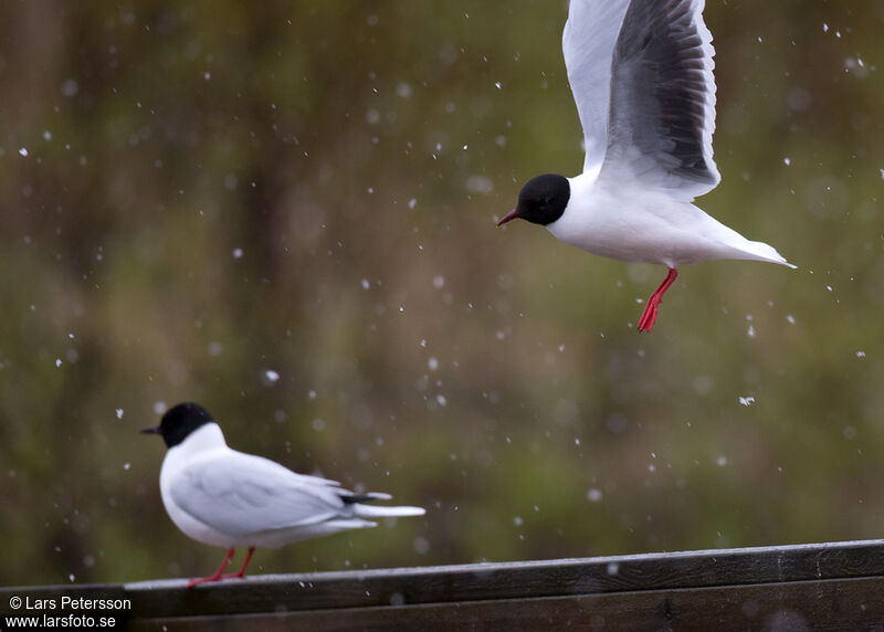 Little Gull