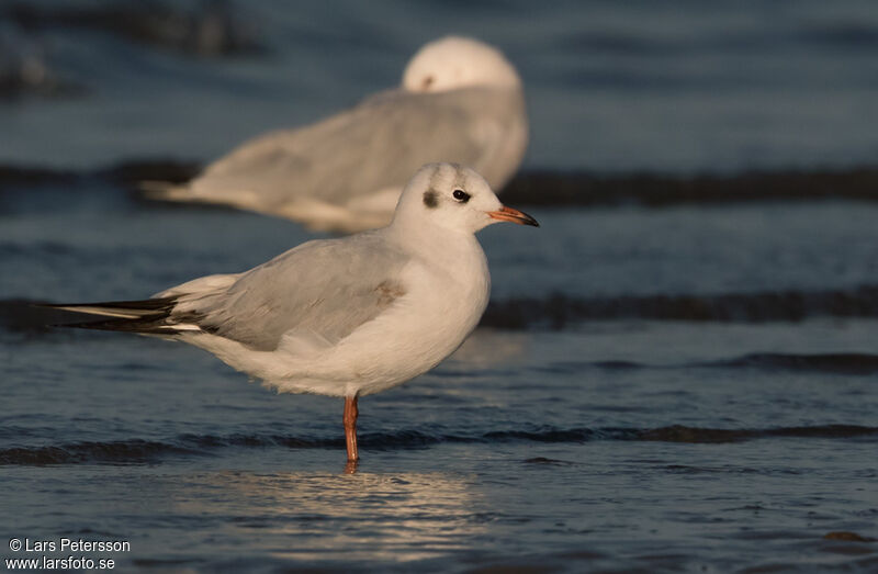 Mouette rieuse