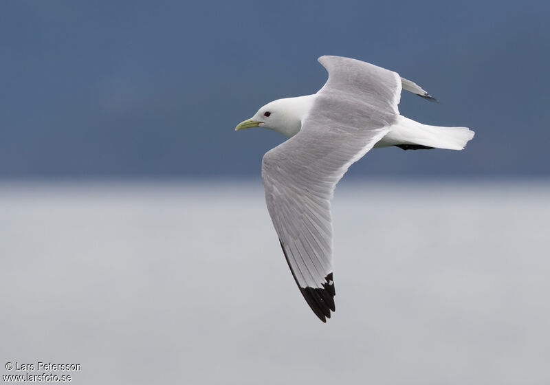 Mouette tridactyle