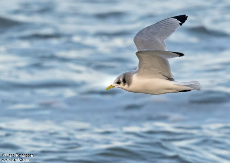 Black-legged Kittiwake