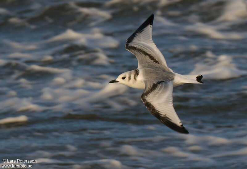 Mouette tridactyle