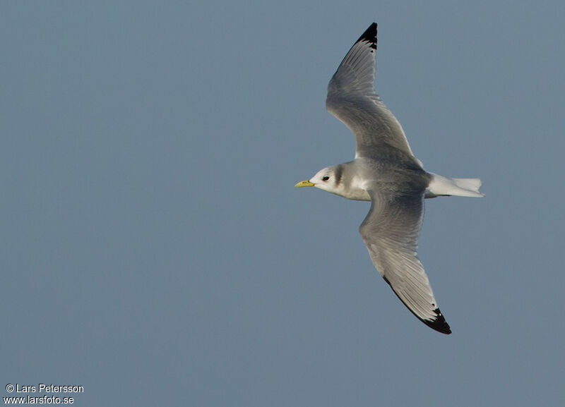 Black-legged Kittiwake