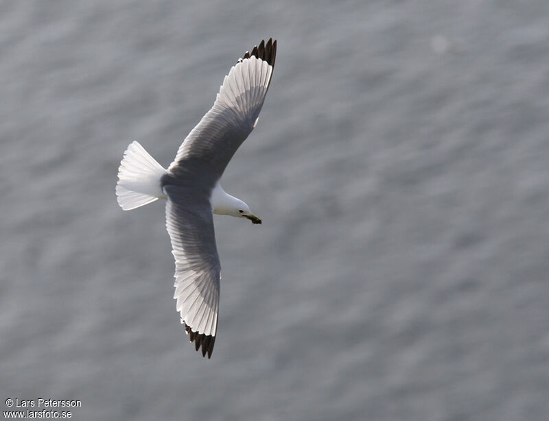 Mouette tridactyle