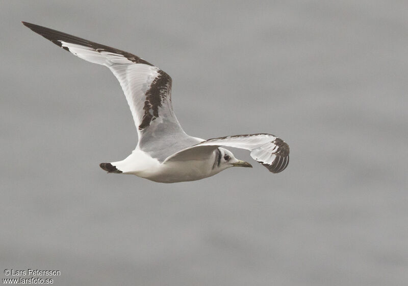 Mouette tridactyle