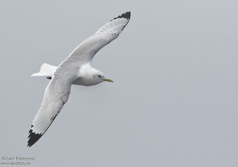 Black-legged Kittiwake