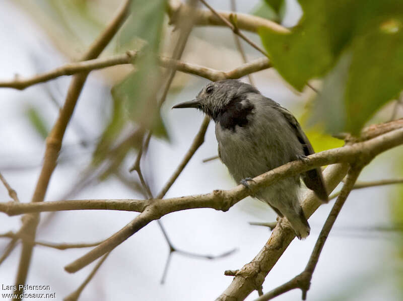 Band-tailed Antwren male adult, identification