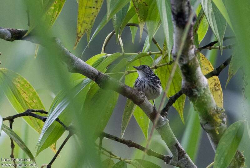 Stripe-chested Antwren male adult, habitat