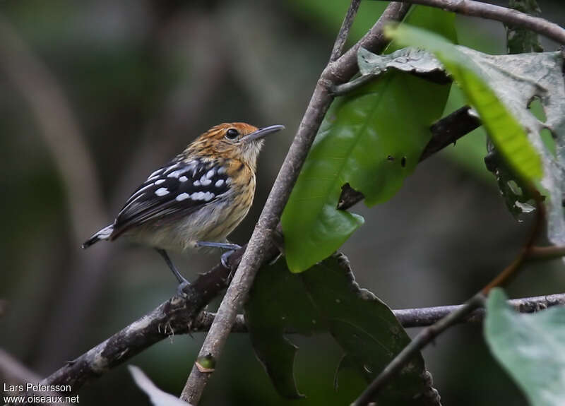 Amazonian Streaked Antwren female adult, identification