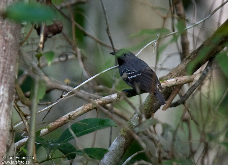 Silvery-flanked Antwren