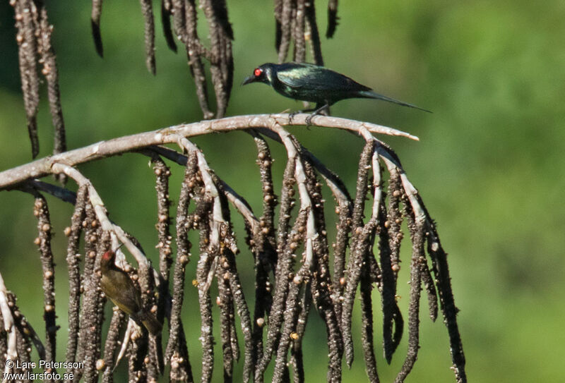 Red-capped Myzomela male adult