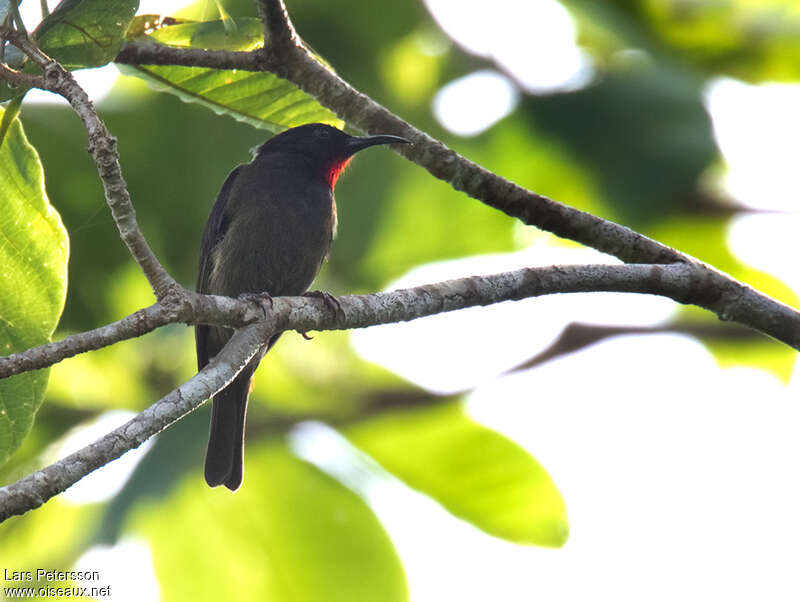 Crimson-rumped Myzomela