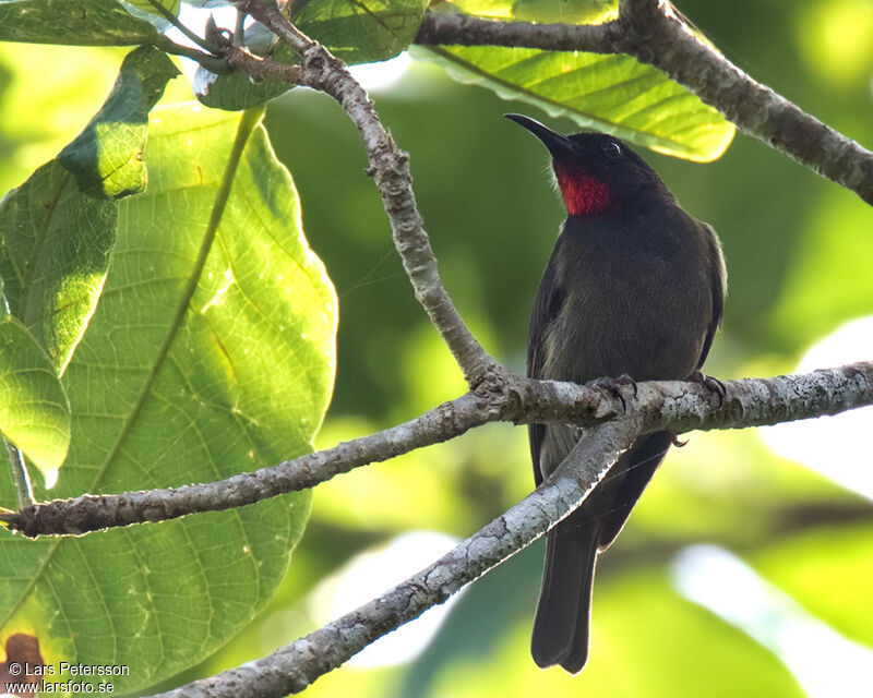 Crimson-rumped Myzomela