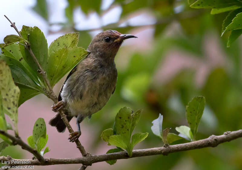 Myzomèle calédonien femelle, identification