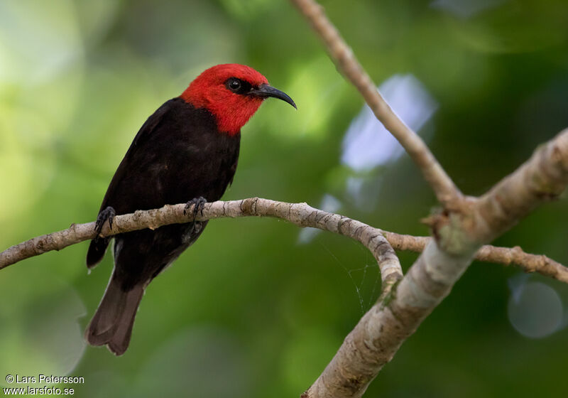 Cardinal Myzomela