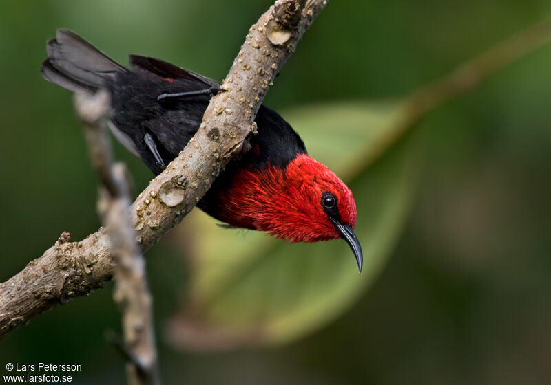 Myzomèle cardinal