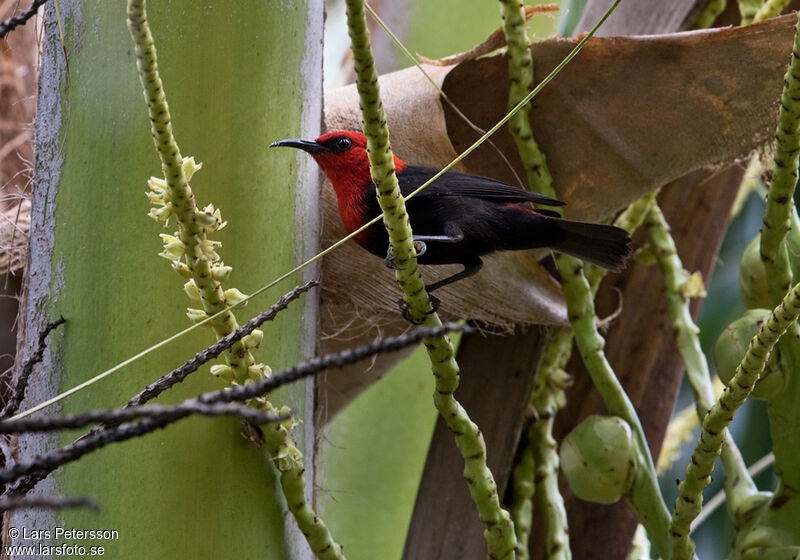 Myzomèle cardinal