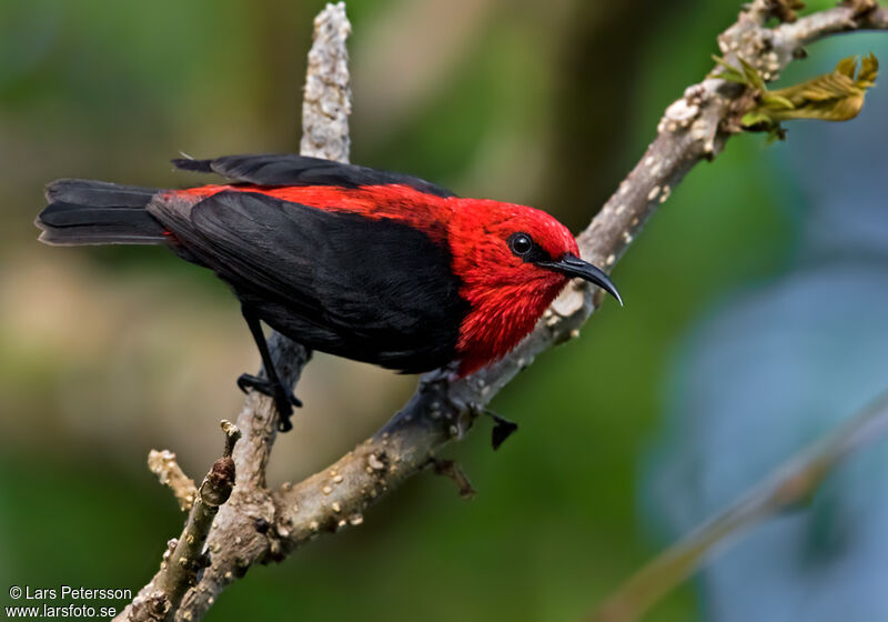 Cardinal Myzomela