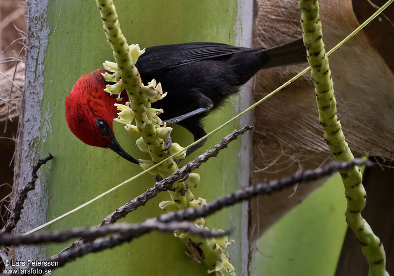 Myzomèle cardinal